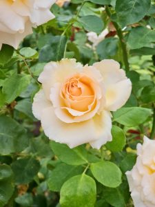 A soft cream-yellow rose in full bloom surrounded by green leaves, captured at the International Rose Test Garden, Portland, in the evening. 