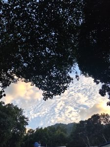 Lush green branches frame a serene landscape with a pastel sky and a distant mountain peak.