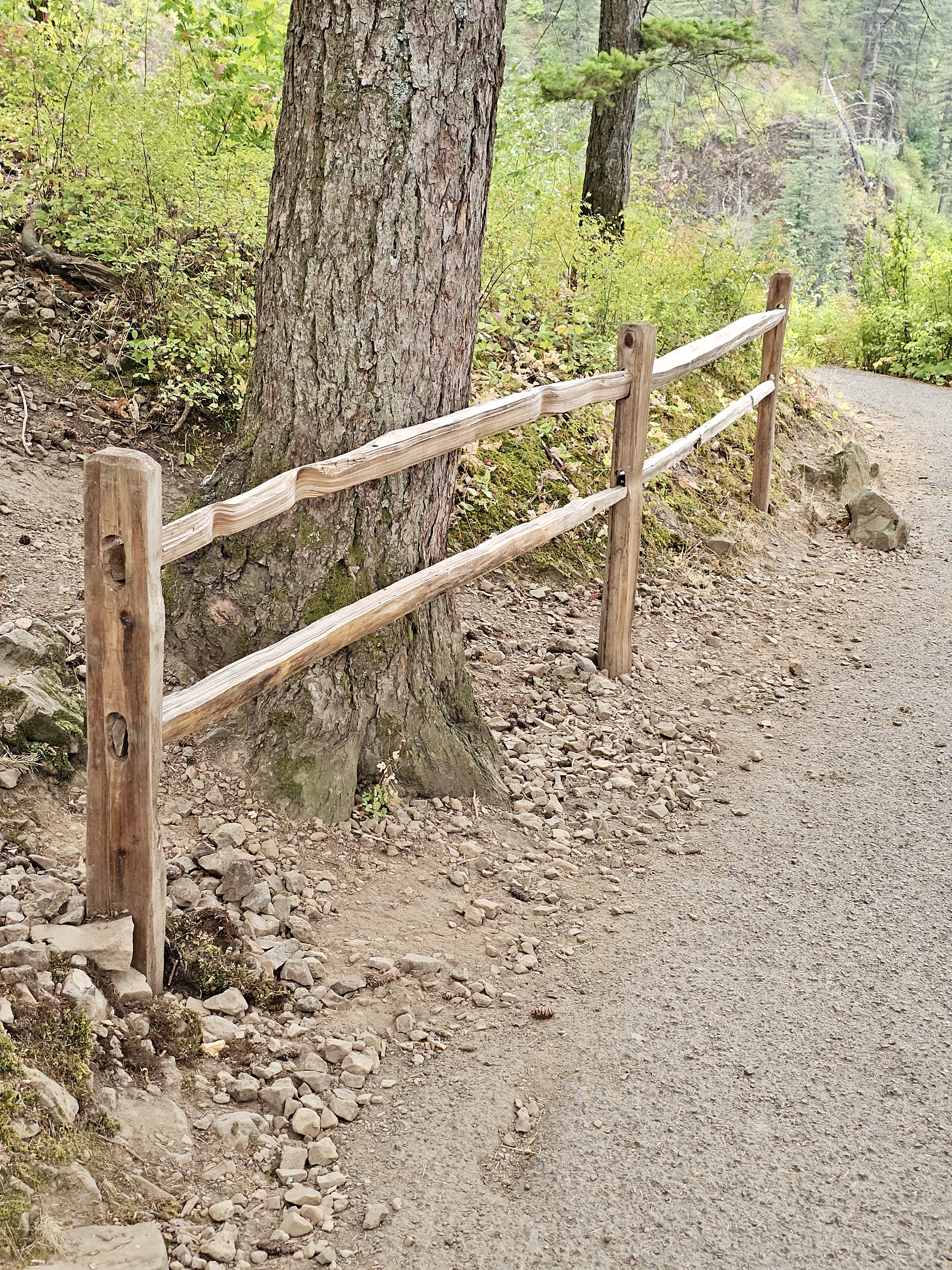 A simple wooden fence follows a hiking path, next to a large tree and rocky soil. Captured in the Columbia River Gorge National Scenic Area, Oregon.