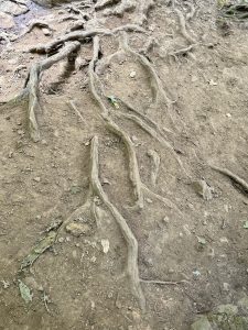 Exposed tree roots spreading across the dry forest floor, shaped by years of erosion, captured in the Columbia River Gorge National Scenic Area, Oregon. 