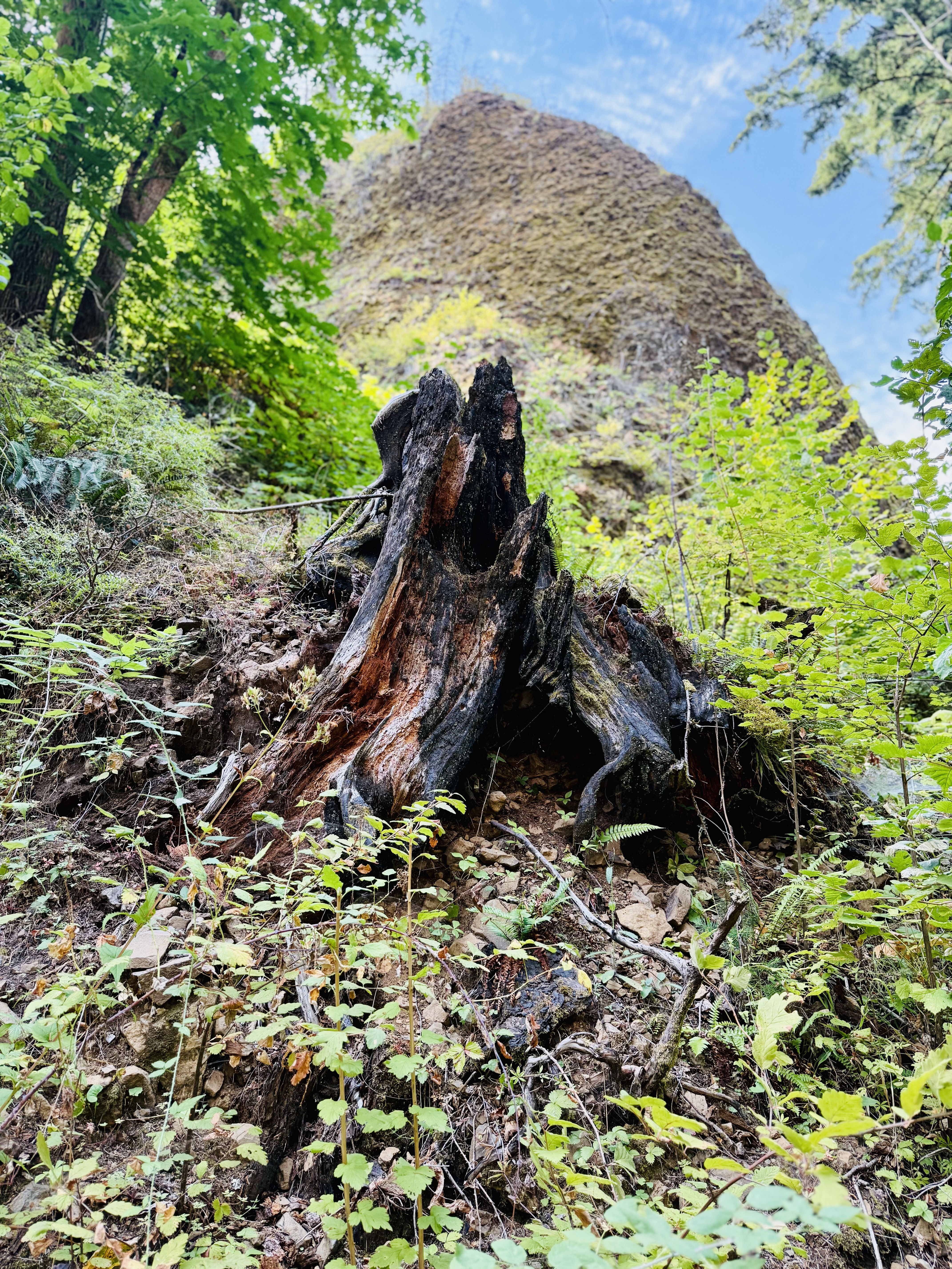 A burnt tree stump stands tall against a cliff and blue sky, surrounded by fresh green plants and leaves. Columbia River Gorge National Scenic Area, Oregon. 