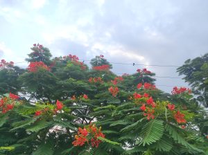Flamboyant tree (Gulmohar) full of bright red flowers and green leaves under a cloudy sky.
