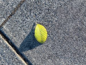 A single yellow-green leaf lies on a gray pavement, casting a long shadow in evening sunlight. Captured near Tilikum Crossing Bridge, Portland.