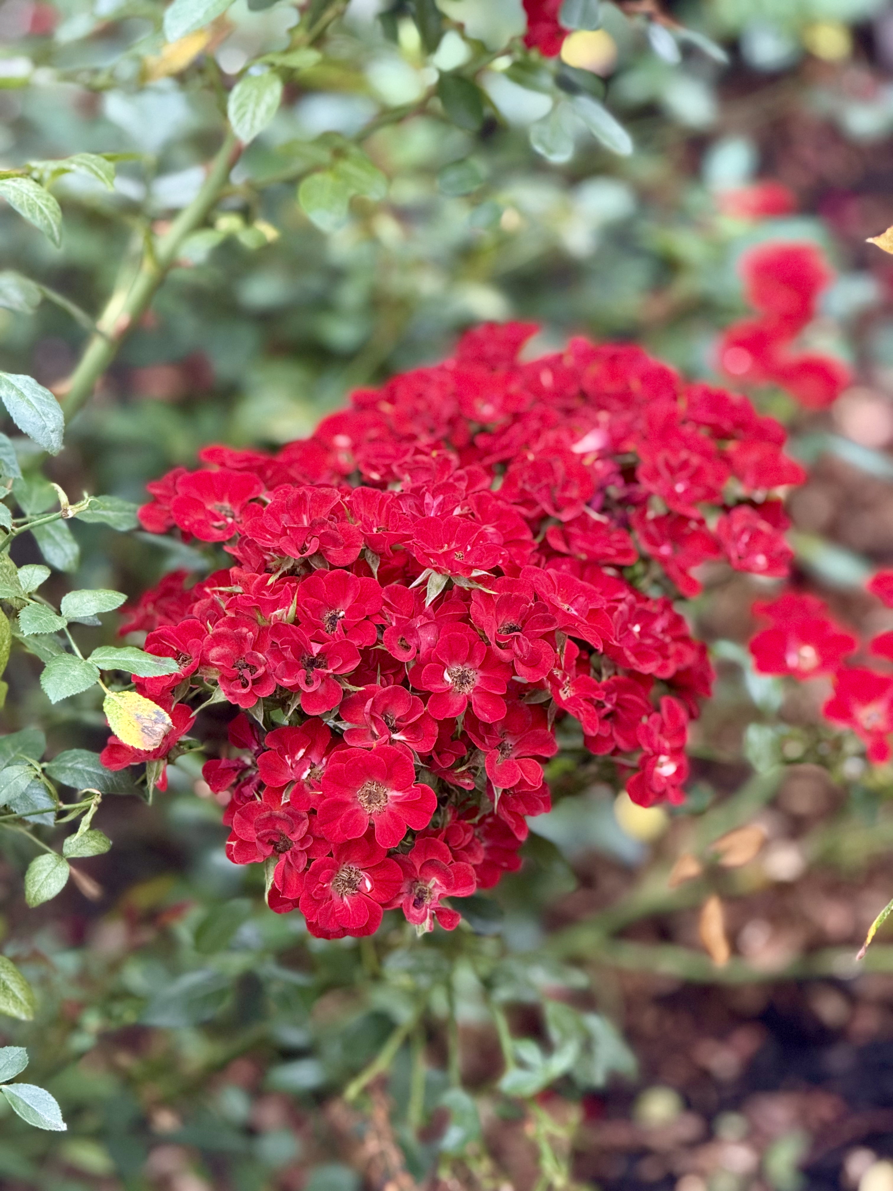 A vibrant cluster of miniature, deep red roses in full bloom, forming a dense bouquet-like shape against a background of green leaves. Captured during the evening at the International Rose Test Garden, Portland, the flowers showcase striking color and detail, drawing focus beautifully. 