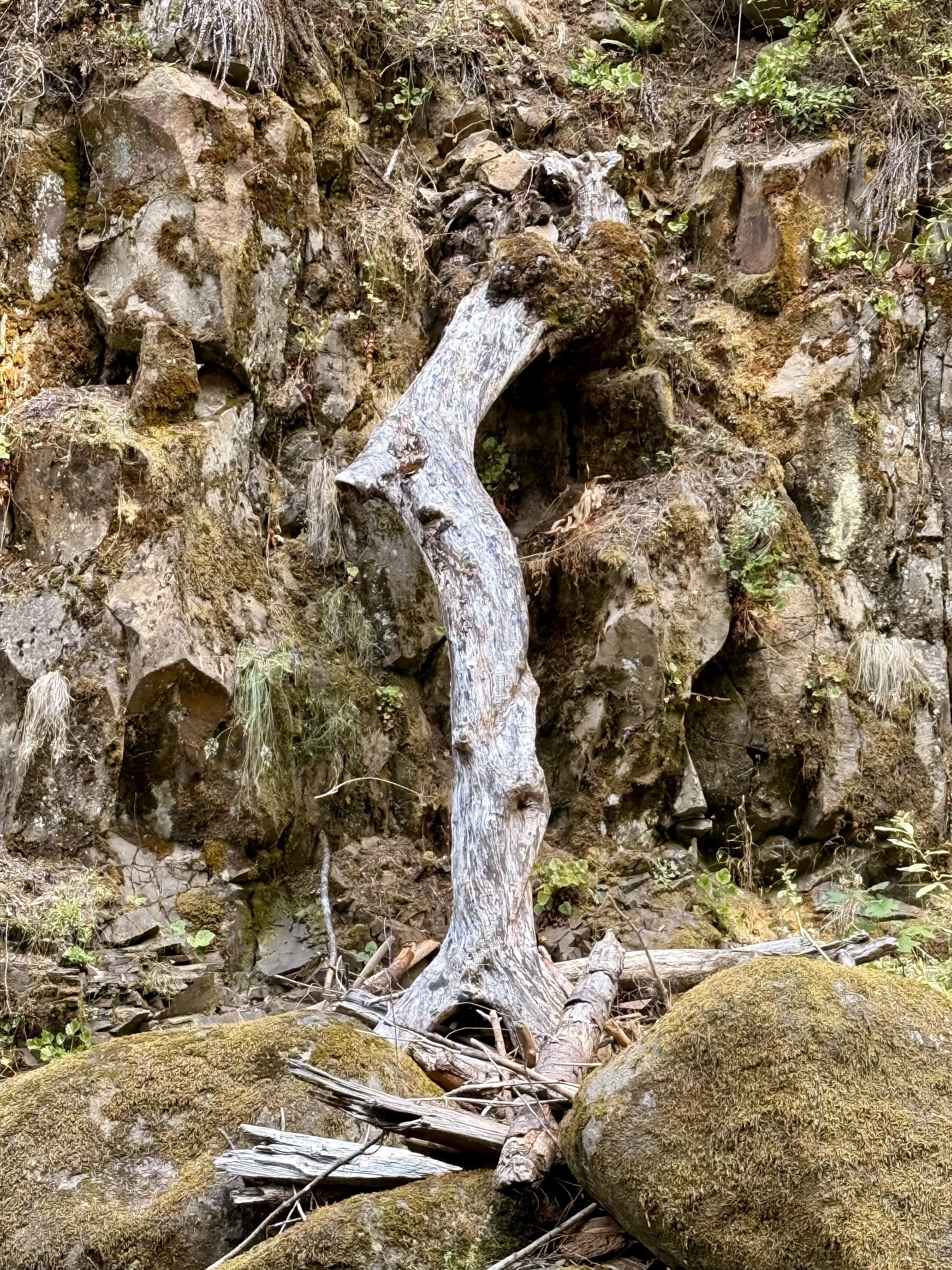 A dry, twisted tree trunk stands upright against a rocky cliff, surrounded by moss and small green plants, captured in the Columbia River Gorge National Scenic Area, Oregon.