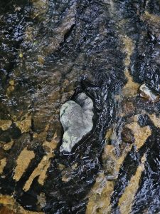 A natural heart-shaped rock sits in the middle of a clear stream, its flowing water revealing visible rocky patterns. Captured at a forest stream near Thusharagiri Falls, Kozhikode, Kerala.  
