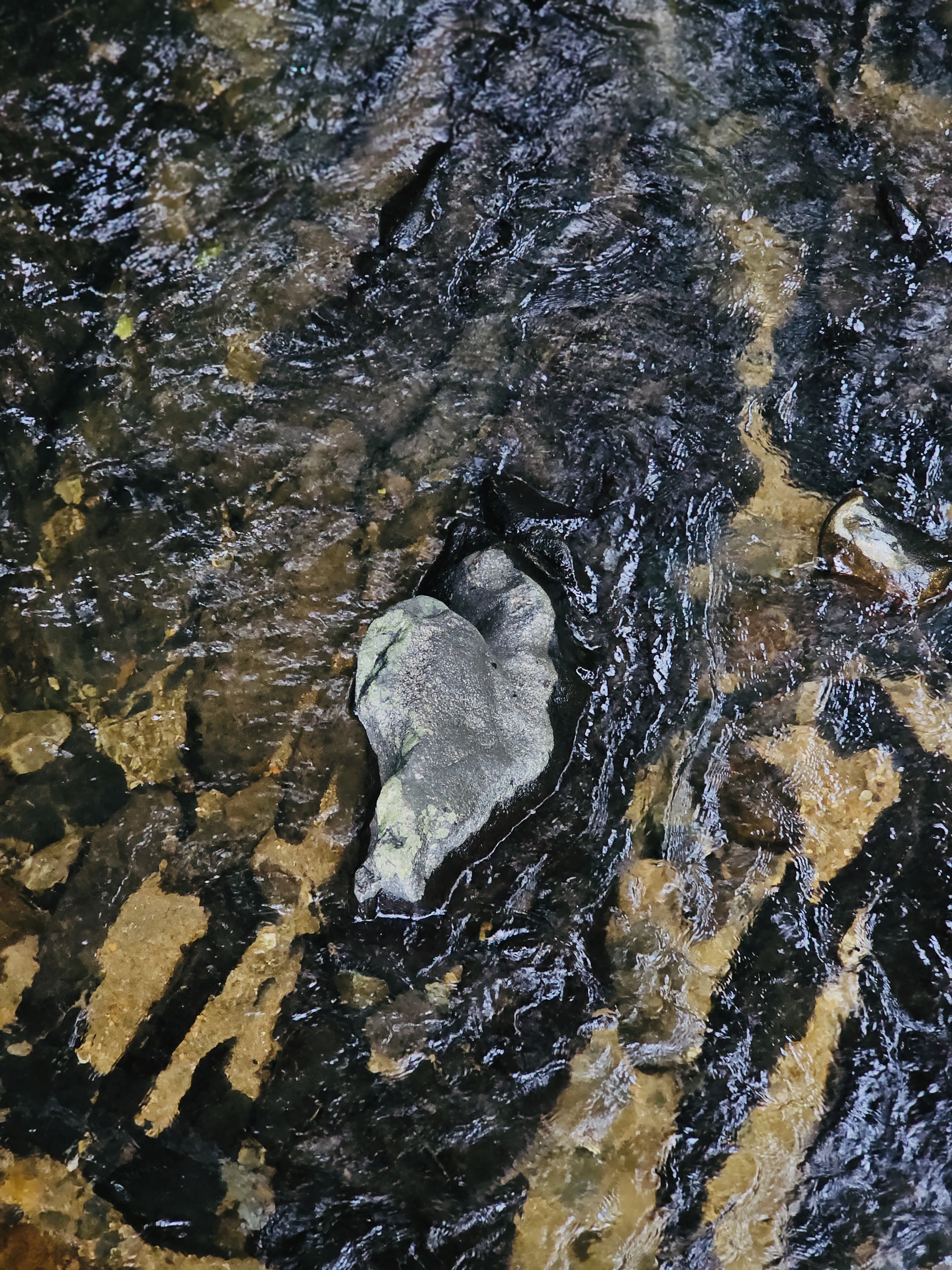 A natural heart-shaped rock sits in the middle of a clear stream, its flowing water revealing visible rocky patterns. Captured at a forest stream near Thusharagiri Falls, Kozhikode, Kerala.