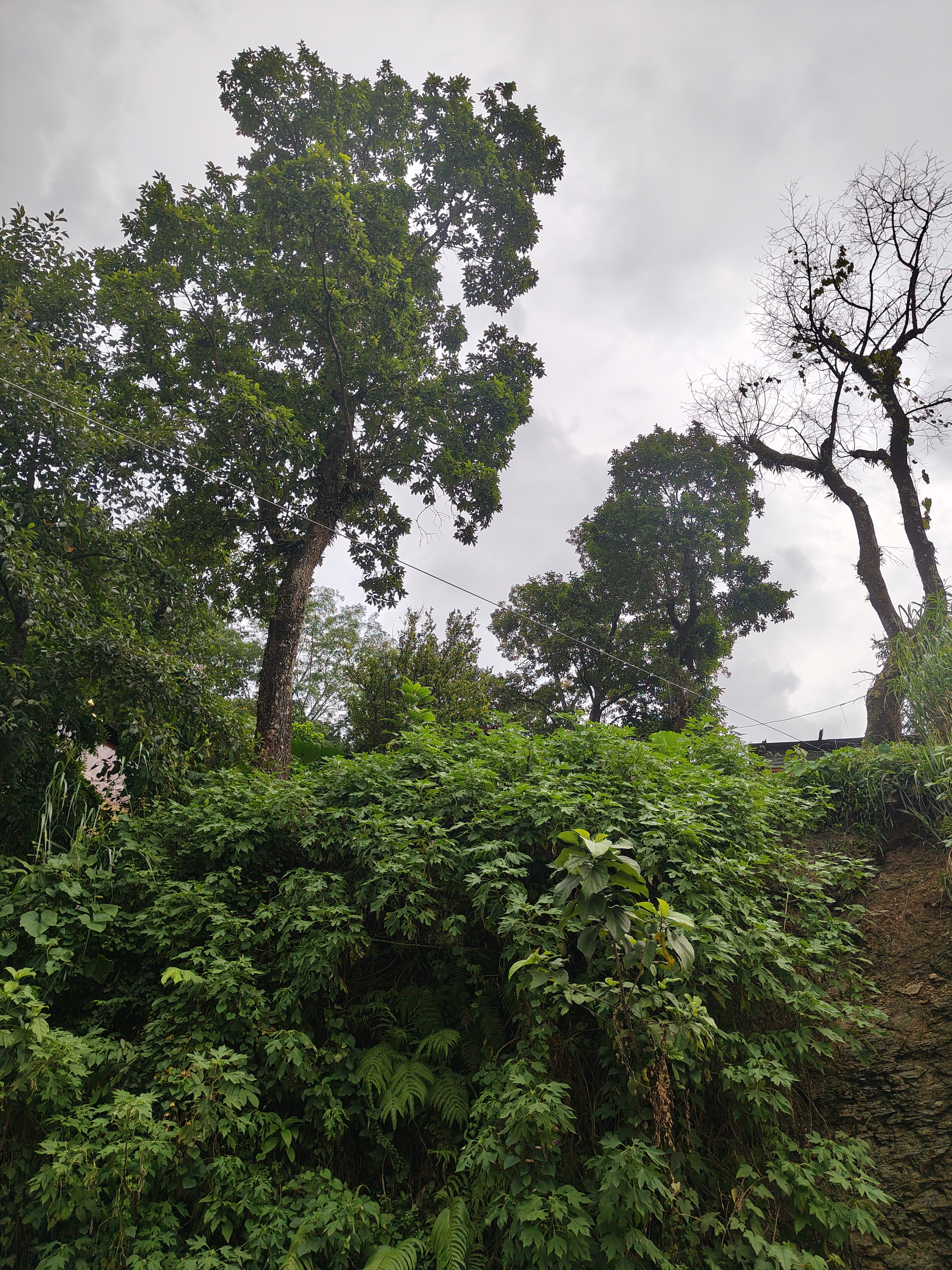 A view of lush greenery featuring several tall trees, with dense foliage at the base and partly cloudy skies above.
