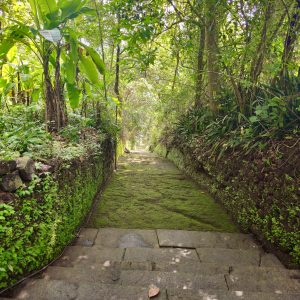 A peaceful village path covered in moss and surrounded by thick green plants and trees. The light filtering through the leaves creates a magical atmosphere. Taken near Thrikkariyoor, Malappuram.