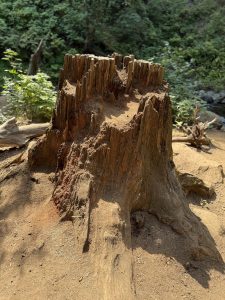 A reddish tree stump with jagged top edges, slowly decaying near a lush creek. Taken at Columbia River Gorge National Scenic Area, Oregon. 