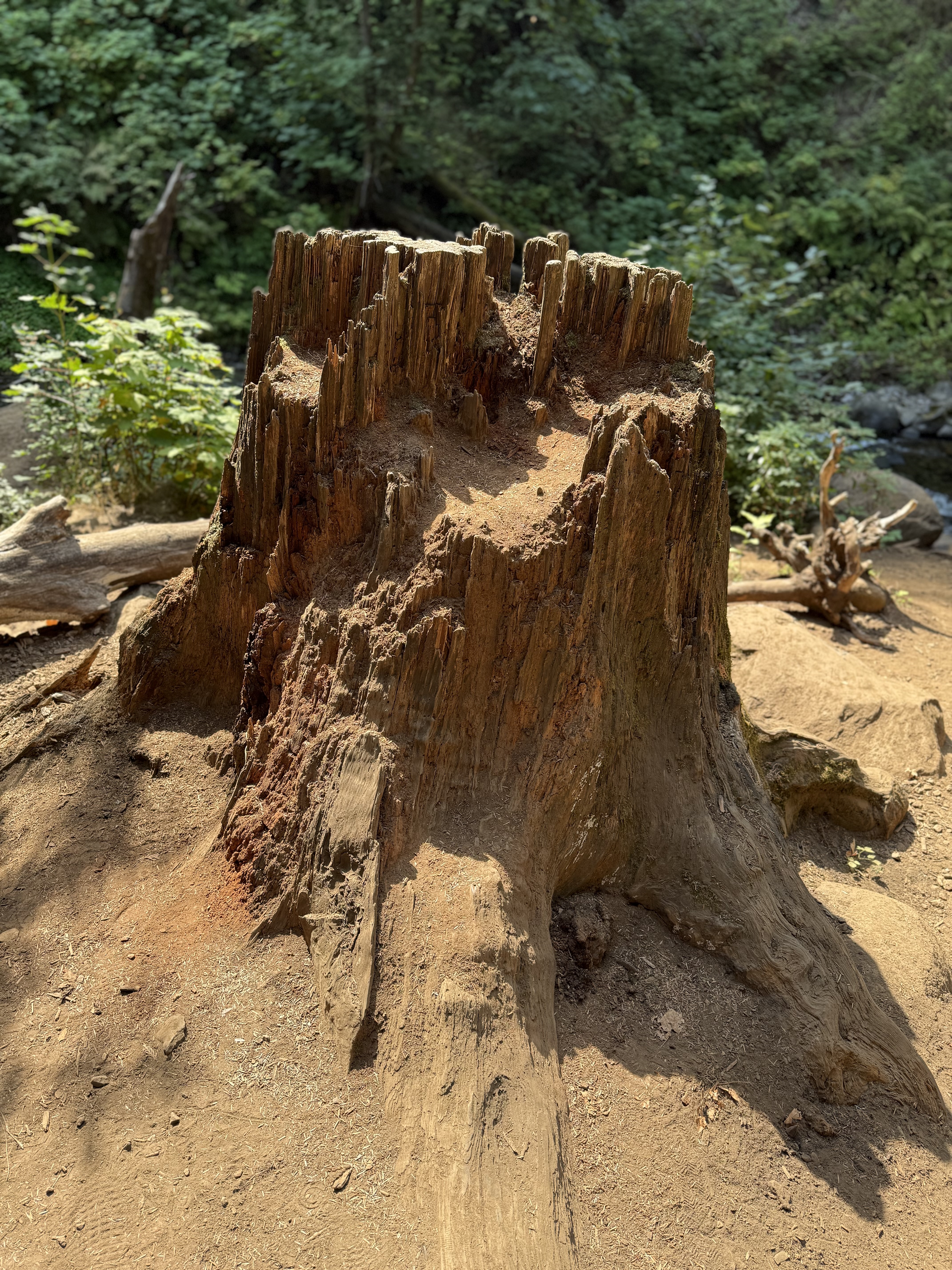 A reddish tree stump with jagged top edges, slowly decaying near a lush creek. Taken at Columbia River Gorge National Scenic Area, Oregon.
