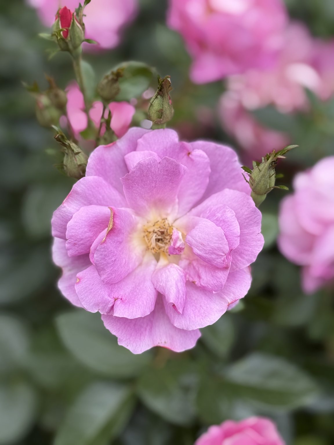 A soft pink rose in full bloom surrounded by green leaves and tiny buds, taken in the evening at the International Rose Test Garden, Portland.
