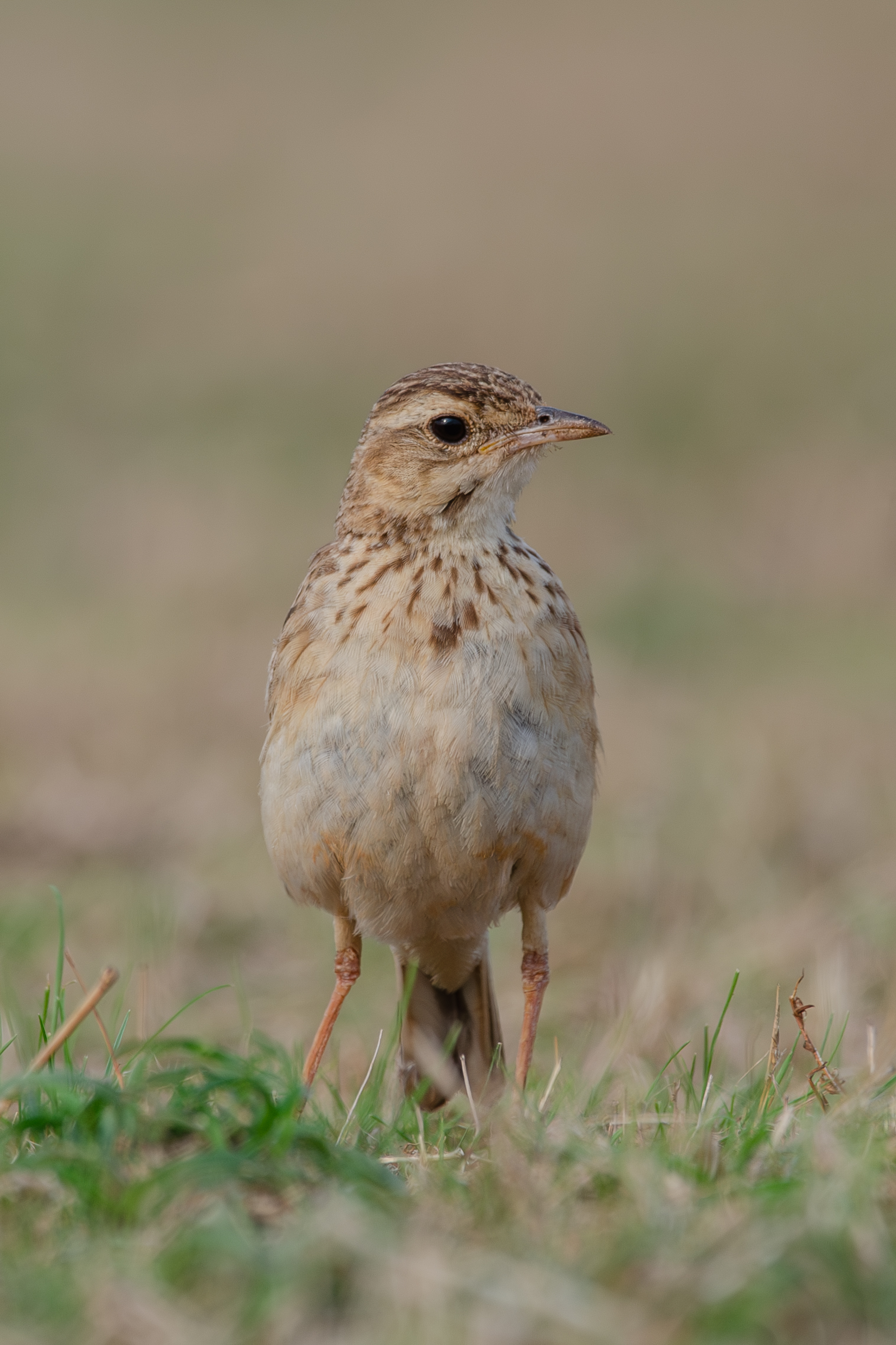 A close-up of Paddyfield Pipit a small, brown-speckled bird standing on green grass, with a blurred background. The bird has a slender neck, a slightly curved beak, and alert, dark eyes.