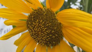 Close-up image of a sunflower detailing yellow curly filaments at the center and large petals, with the blurred background of green leaves.