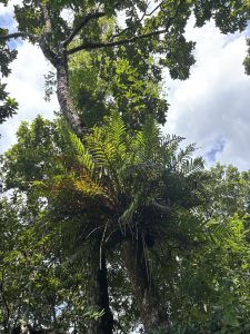 A tall tree with a textured trunk is surrounded by lush green foliage, including a large clump of ferns growing from its branches. 