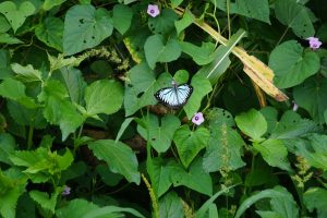 A bluish butterfly with dark edges on its wings perched on green leaves, surrounded by small purple flowers.