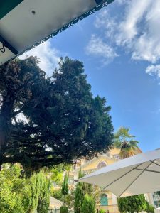 A large dark green tree is framed against a bright blue sky with white clouds. A yellow, multi-story building and a white umbrella are visible below.