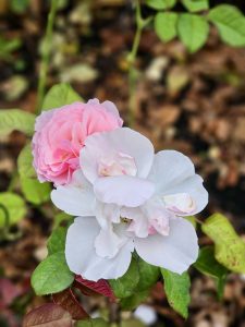 A pair of roses in bloom, one white with soft pink tones and the other bright pink. Taken in the evening at the International Rose Test Garden, Portland, against a backdrop of green and dried leaves.