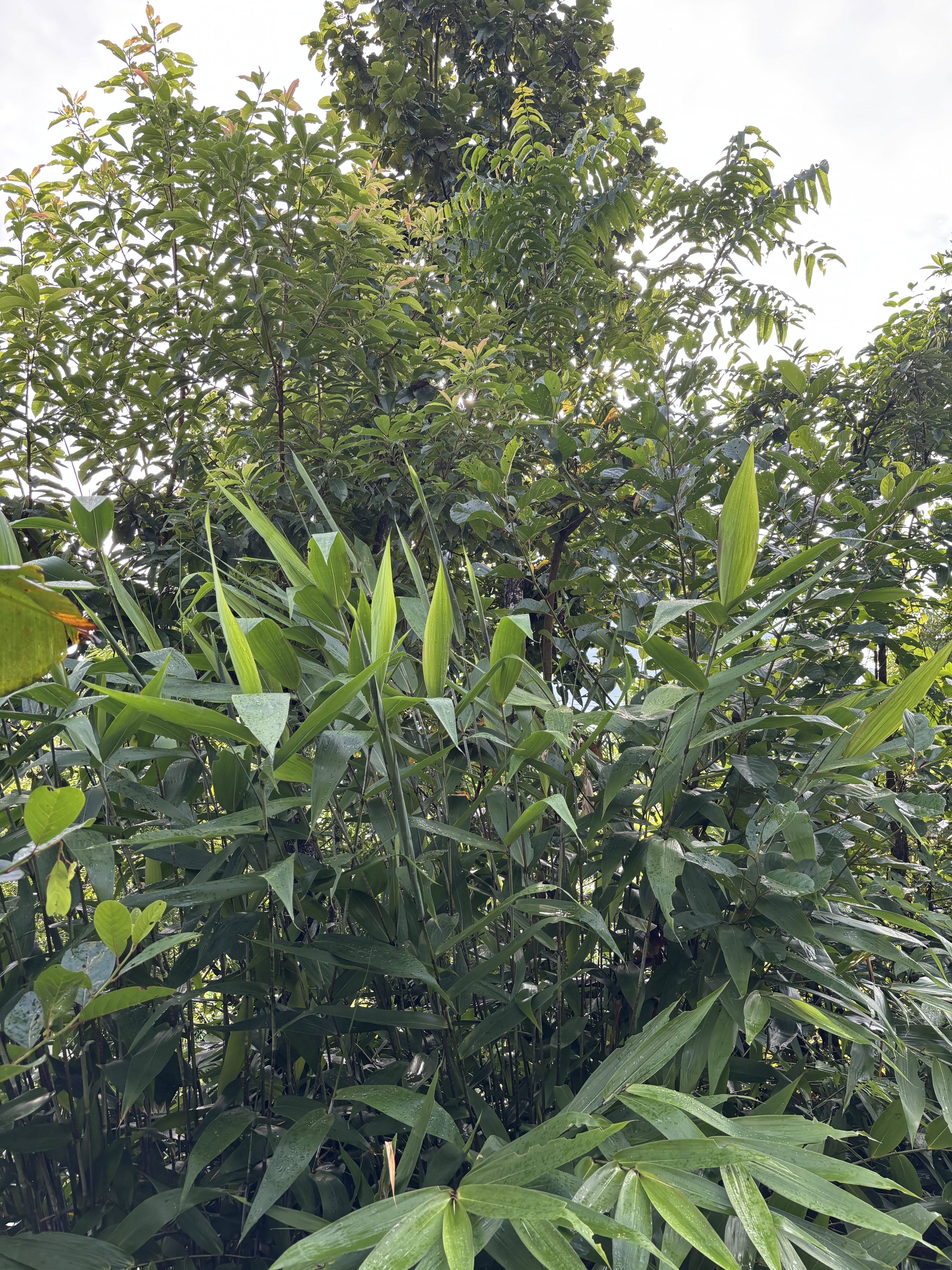 A dense array of green foliage, primarily consisting of tall grasses and various types of bushes and trees.
