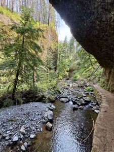 Clear stream flows gently beside a narrow trail, lined with mossy rocks and tall trees. Columbia River Gorge National Scenic Area, Oregon. 