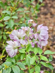 Fading pale pink roses with curled petals, showing natural aging and grace. Taken in the evening at the International Rose Test Garden, Portland. 