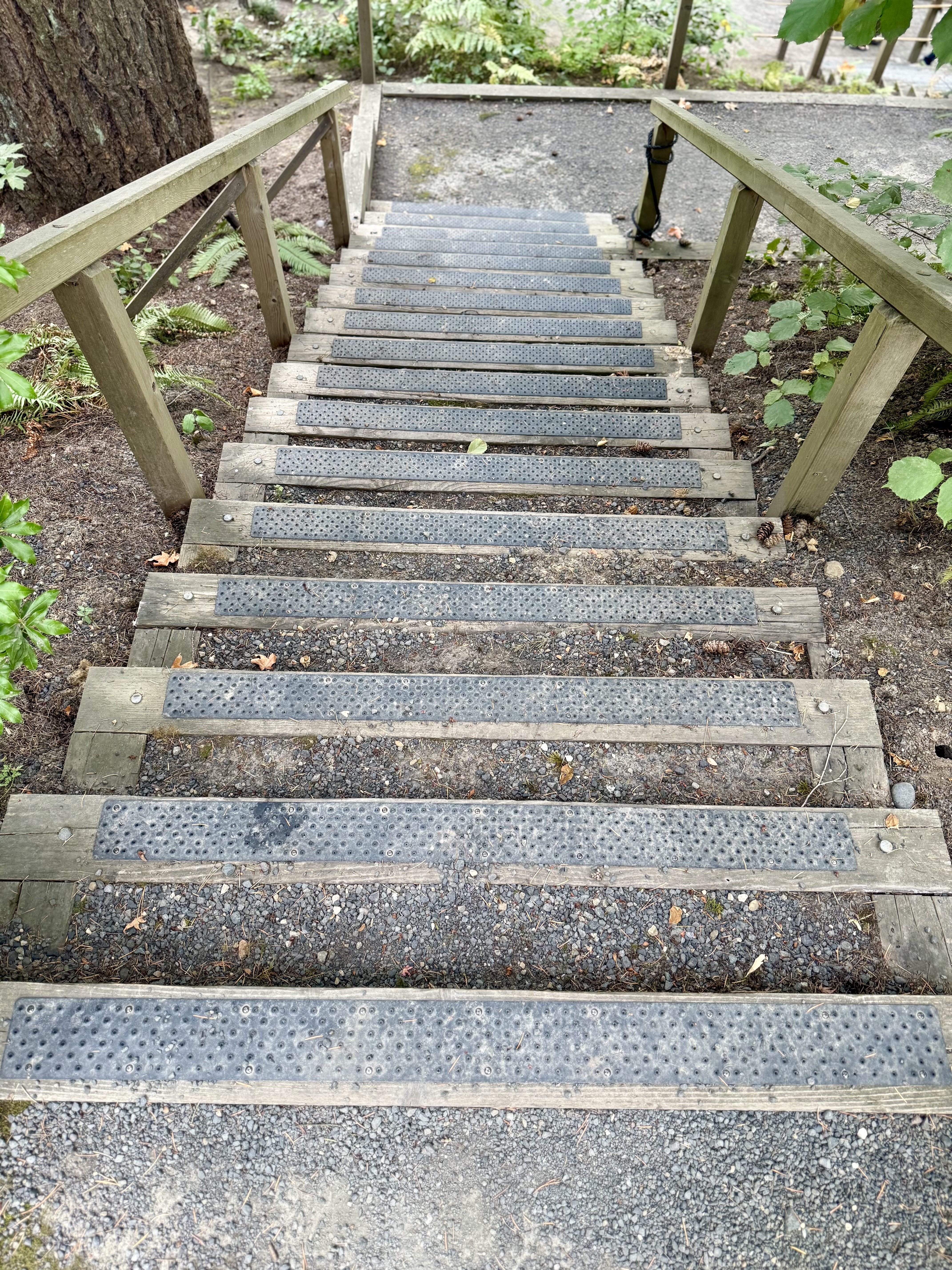 Wooden stairs with safety grip strips lead down a gravel path surrounded by lush green plants and trees, captured in the forested area of the Japanese Garden in Portland. 