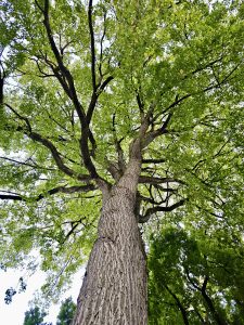 
A towering tree with textured bark and a complete green canopy set against the sky, captured in Portland Downtown. 