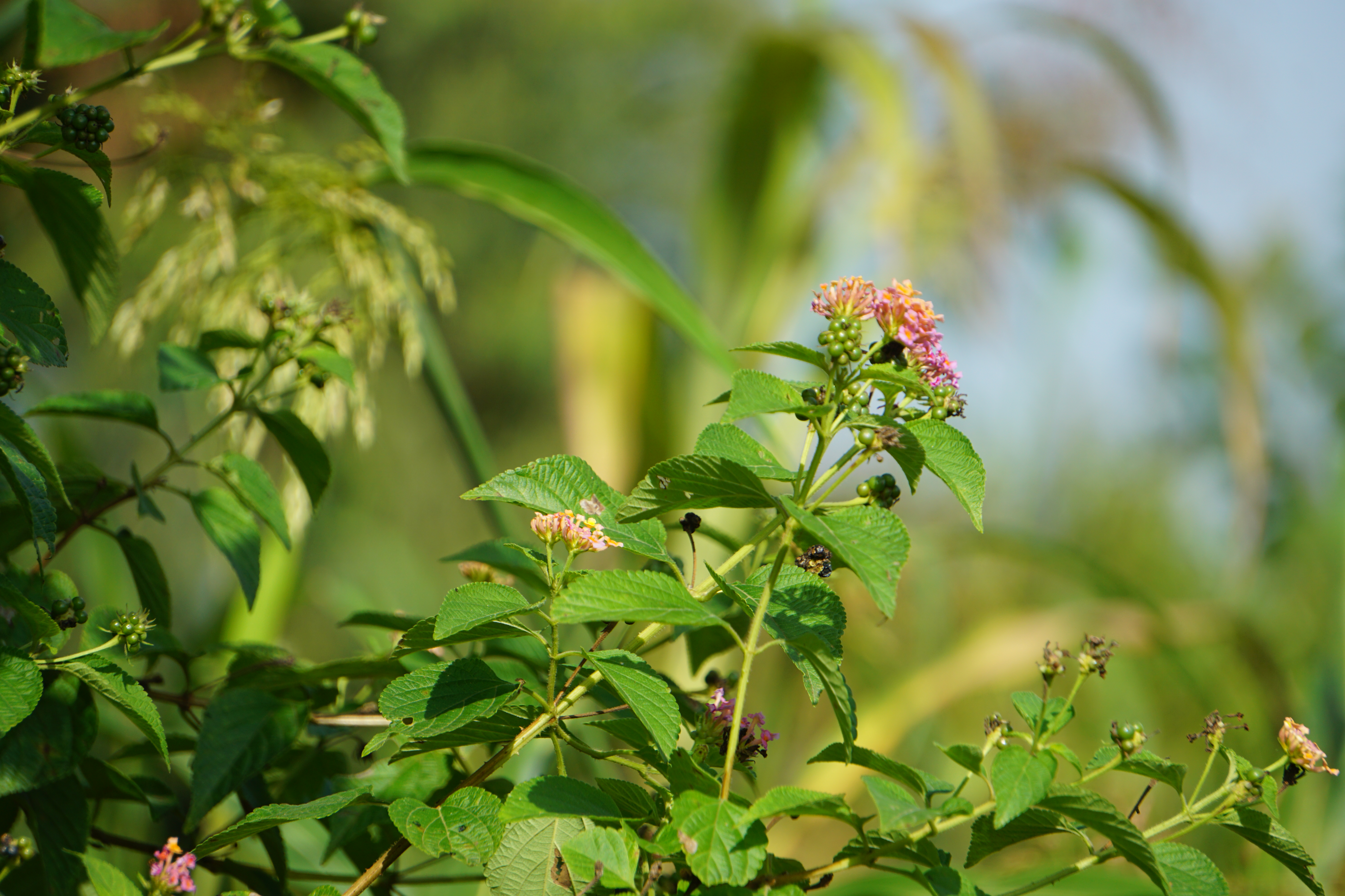 A close-up view of vibrant green leaves featuring clusters of small, colorful flowers in shades of pink and yellow.