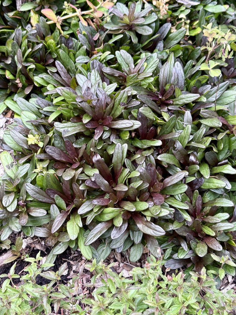 A dense patch of green and purple leafy ground cover plants growing close to the soil. Captured in Washington Park, Portland.