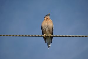 A bird perched on a thin wire, facing upward against a blue sky.