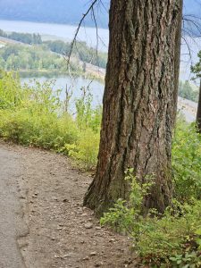 Tree trunk beside a dirt trail overlooking the Columbia River, surrounded by forest and distant hills, taken in the Columbia River Gorge National Scenic Area, Oregon. 