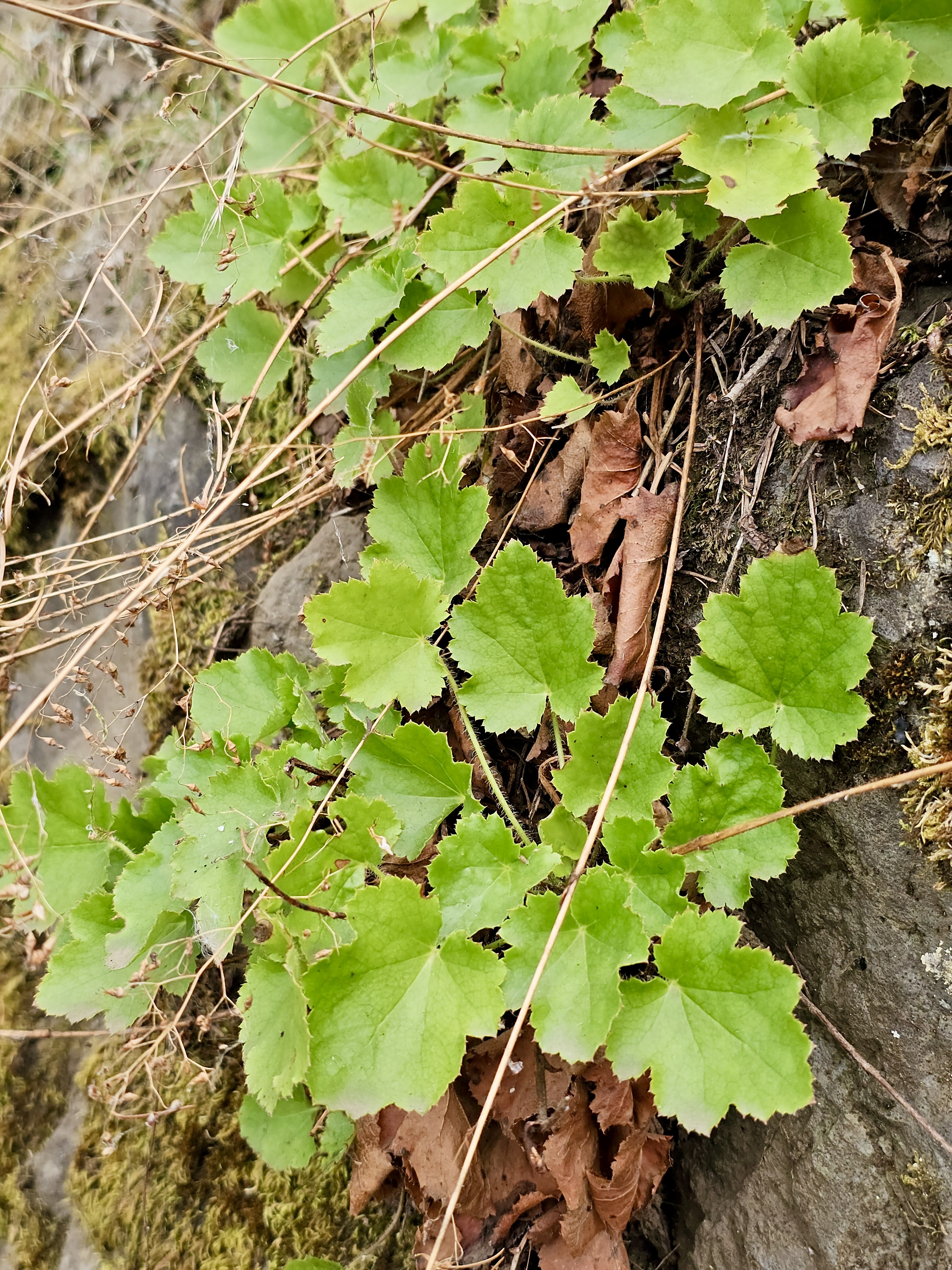 Bright green foliage and moss-covered rocks are seen along a shady trail. Shot in the Columbia River Gorge National Scenic Area, Oregon. 