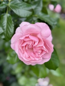 A single rich pink rose in full bloom with soft petals, standing out against the leafy green background. Taken in the evening at the International Rose Test Garden, Portland. 