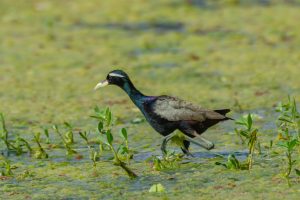 Bronze-winged Jacana with glossy black plumage and a pale yellow bill walking among green wetland plants.

