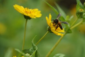 A close-up of a bee collecting nectar from a bright yellow flower, with green leaves and another yellow flower in the blurred background.
