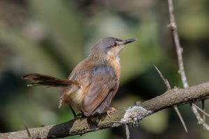 An Ashy Prinia with a bluish-gray head, light brown chest, and reddish-brown wings perches on a slender branch against a blurred green background.