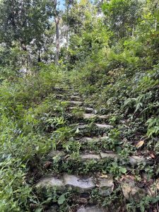 A stone path overgrown with greenery winds upward through a forest