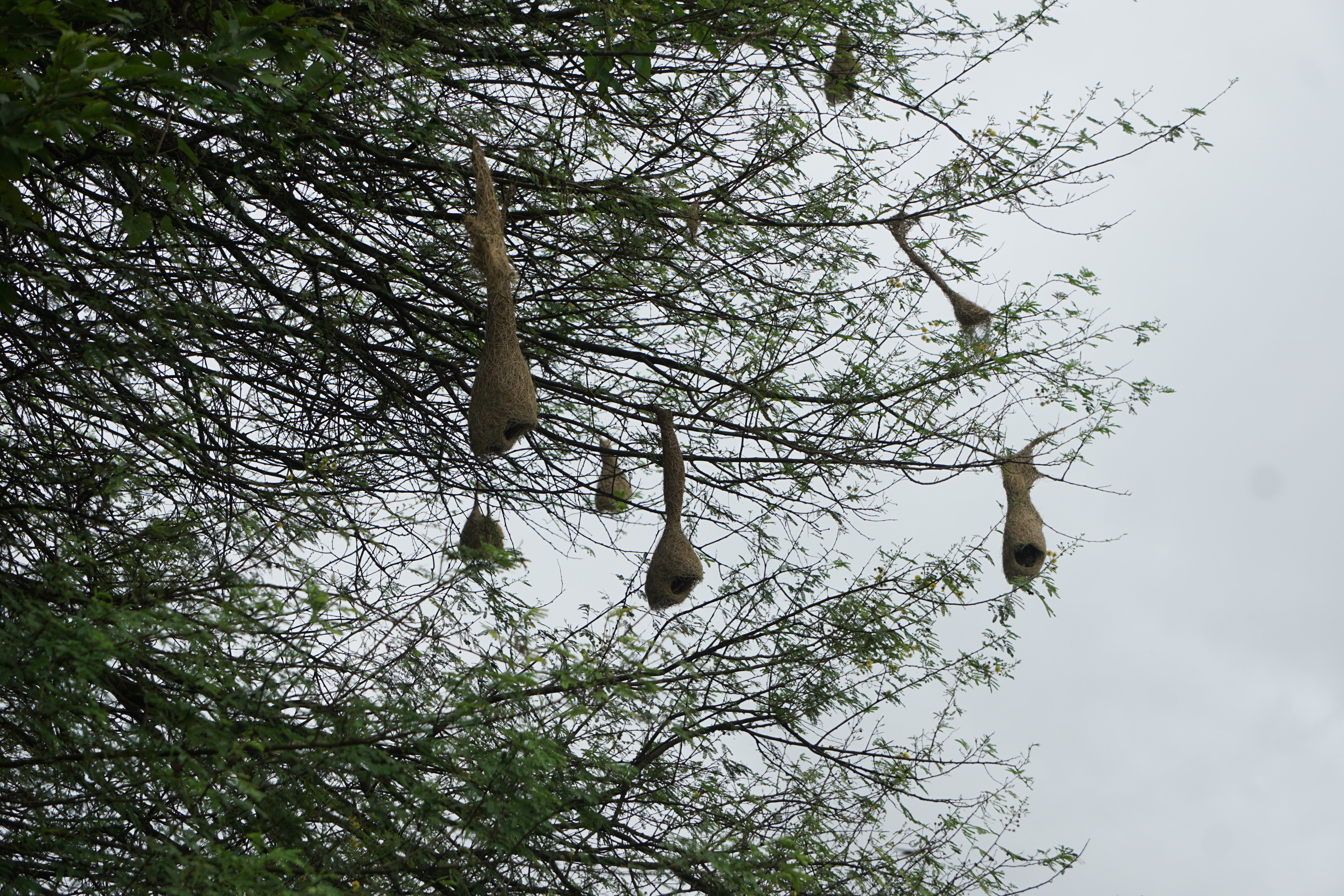 A close-up view of several intricately woven bird nests hanging from the branches of a tree.