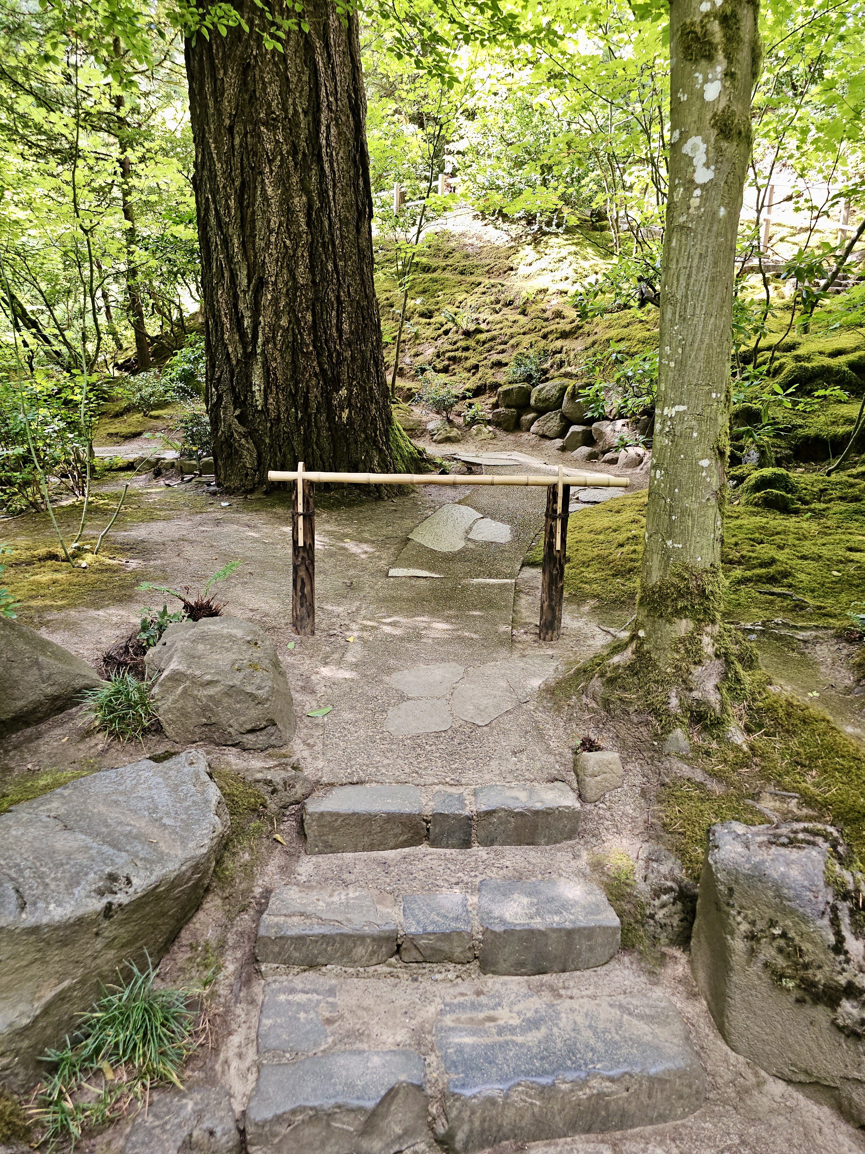 Stone steps lead up to a bamboo gate, situated between two trees, creating a serene forest path. This tranquil trail is located in the Portland Japanese Garden.
