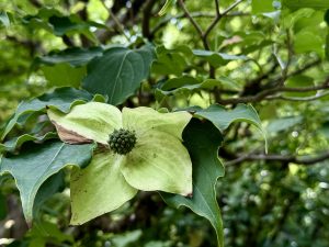 A close-up of a green dogwood flower with four petals and a textured center, set against a background of dark green leaves. Photo taken at the Japanese Garden, Portland. 
