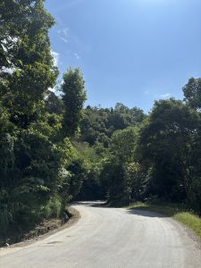 A winding road curves through a lush green landscape, flanked by tall trees on either side.