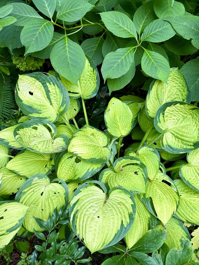 Bright green hosta leaves with deep ridges and darker green edges, set against a backdrop of other green foliage, captured in the evening at Pittock Mansion, Portland.