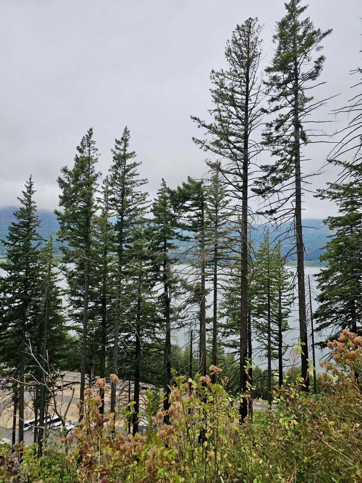 Tall evergreen trees rise above the trail, with views of the Columbia River in the background. Columbia River Gorge National Scenic Area, Oregon.