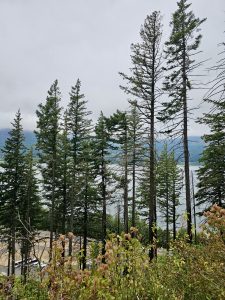 Tall evergreen trees rise above the trail, with views of the Columbia River in the background. Columbia River Gorge National Scenic Area, Oregon. 