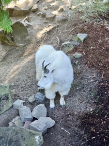 A white mountain goat with curved horns rests peacefully near some rocks on a dirt slope. Photo taken at the Oregon Zoo, Portland, Oregon. 