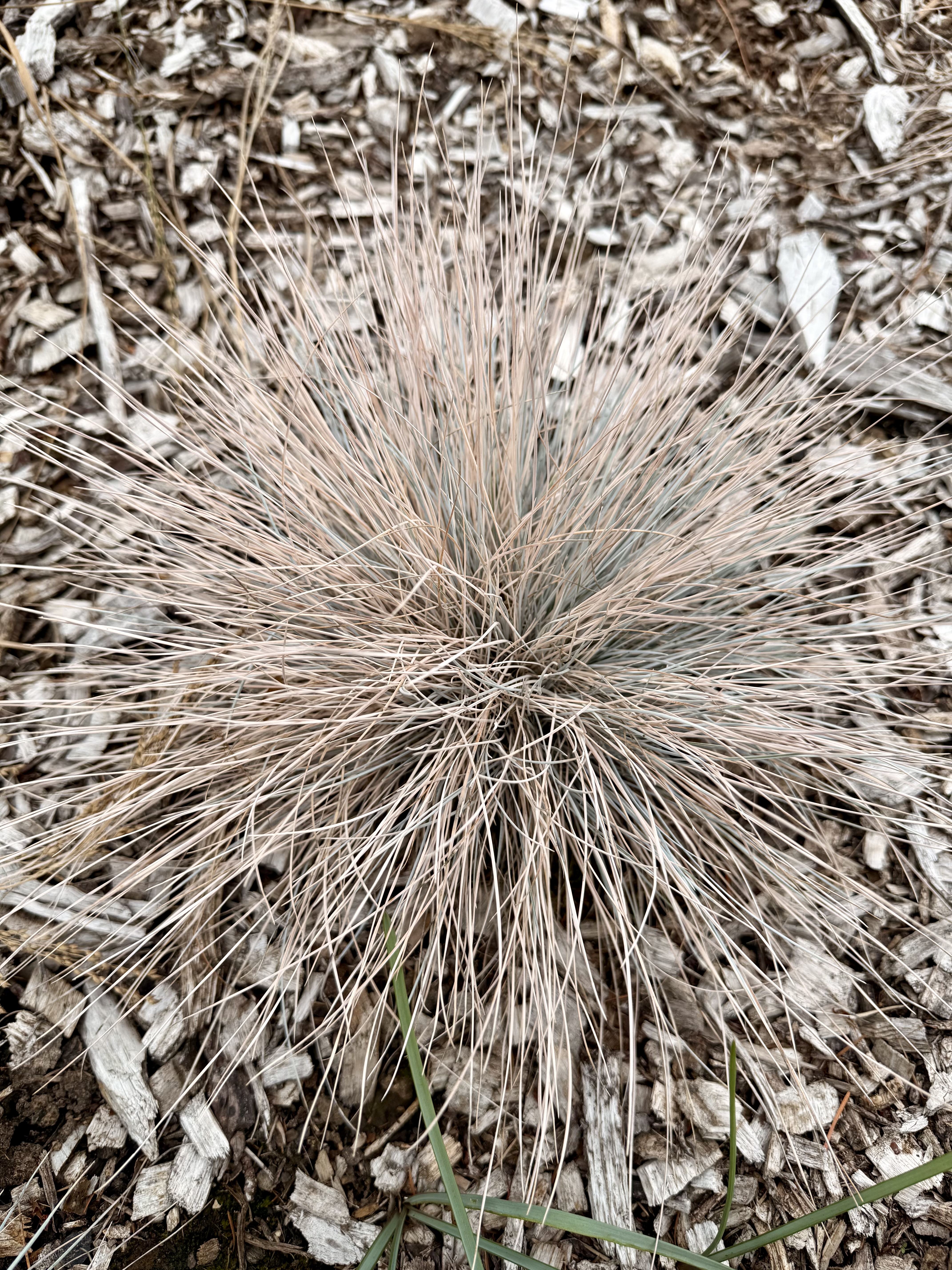 A clump of dry ornamental grass with thin, tan-colored blades growing in wood mulch. Photo taken at Washington Park, Portland.