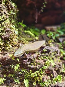 A close-up photo of a shiny skink lizard resting on a moss-covered rock near Thrikkariyoor, Malappuram. The textured background and green plants show the wild beauty of the area.