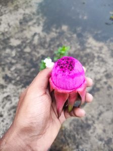 A person's hand holds a small, vibrant pink dragon fruit with a portion of the top cut off, revealing its dark, seeded flesh.