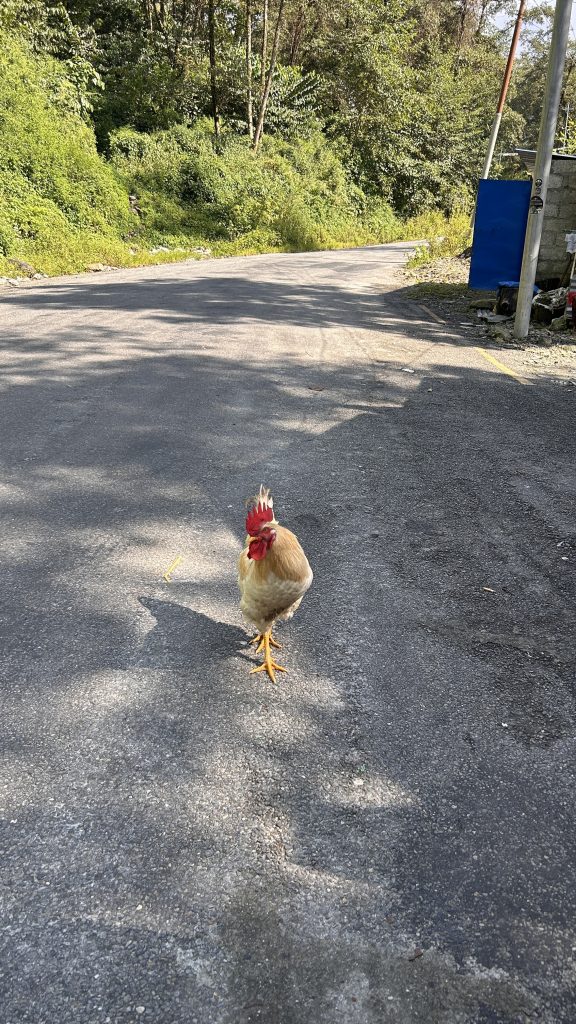 A light-colored chicken with a prominent red comb walks along a roadside, surrounded by lush green foliage.