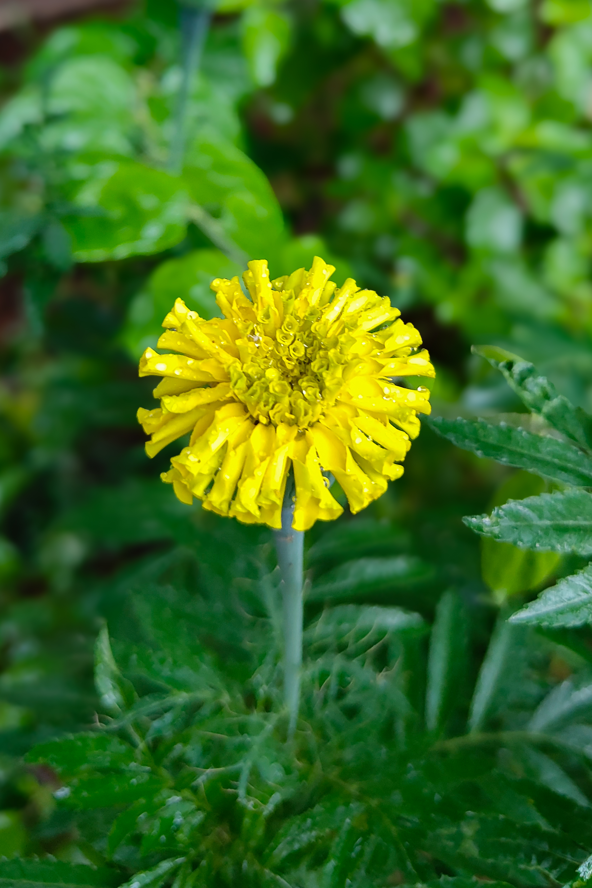 A close-up of a yellow marigold with textured petals and water droplets, surrounded by green foliage.